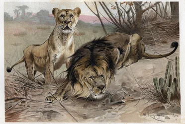 The Lion - Engraving from 