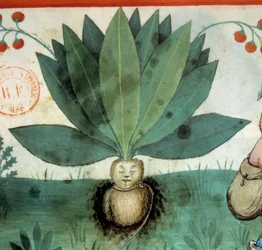 The Mandrake. Medicinal Plant with Magical Virtues. (Detail)