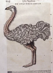 The ostrich from Historiae animalium by Konrad Gesner, Tiguri