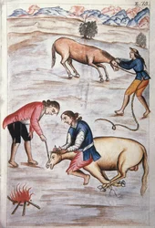 The Red Iron Branding of a Mare, from the Book "Trujillo del Peru" or "Codex Martinez Compañón" by Baltazar Martinez Compañón y Bujanda, Bishop of Trujillo