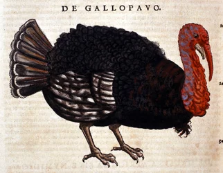 The turkey after the Historia Animalium of Conrad Gesner, Tiguri 1560. Biblioteca Nazionale Braidense. Milan
