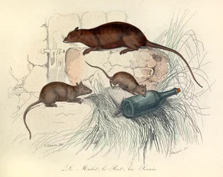 Three Animals: Mouse, Rat and Mole, Classified by Linnaean Nomenclature and Cuvier (engraving)