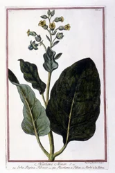 Tobacco plant (Nicotiana Minor). Botanical board from an 18th century herbarium.
