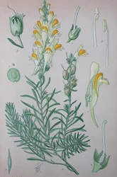True Toadflax (Linaria)