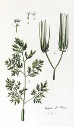 Venus Comb