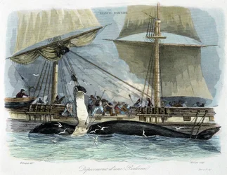 Whale Fishing: The Butchering