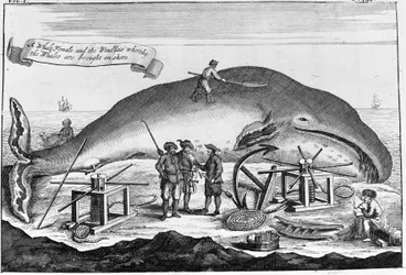 Whaling: ashore, sperm whale is cleaned (detached engraving from a book from the beginning of the 18th century)