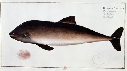 Zoology: board representing a porpoise, aquatic mammal. Print from the beginning of the 18th century. Paris, B.N.