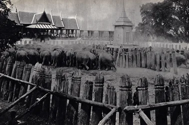 The royal elephants of Bangkok