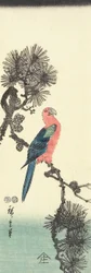 Parrot on Pine Tree