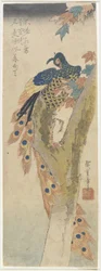 Peacock on Maple Tree, early 19th century