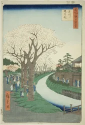 Blossoms on the Tama River Embankment, from the series 