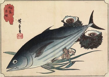 Bonito and Top Shells