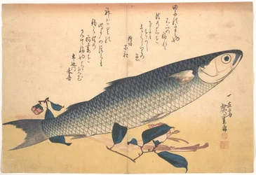 Bora Fish with Camellia, from the series Uozukushi (Every Variety of Fish)
