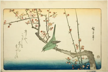 Bush Warbler on Plum Branch