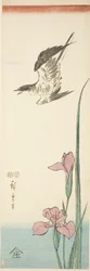 Cuckoo and iris