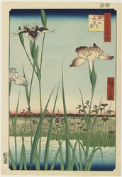 Iris Garden at Horikiri