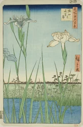 Irises at Horikiri, from the series 