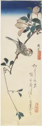 Java Sparrow and Magnolia