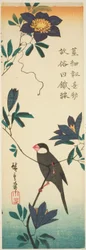 Java Sparrow and Clematis