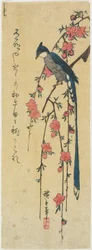 Long-tailed Bird on Blossoming Peach
