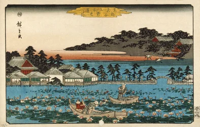 Lotus Pond at Shinobazu in Ueno