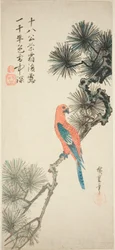 Macaw on a Pine Branch
