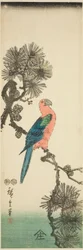 Macaw on Pine Branch