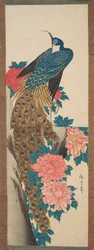 Peacock and Peony Flowers