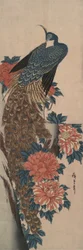 Peacock and Peonies