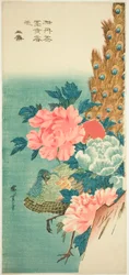 Peacock and peonies