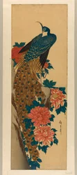 Peacock and Peonies
