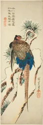 Pheasant on a Snow-Covered Pine Tree