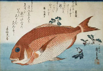 Red Sea Bream