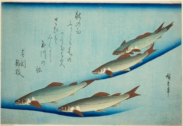 River Trout