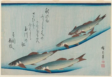 School of Five Seat Trout from the Series Fish