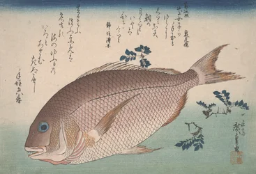 Sea Bream and Sansho Pepper