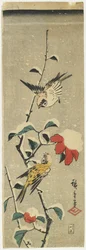 Sparrows and Snowy Camellia