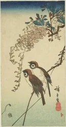 Sparrows and Wisteria