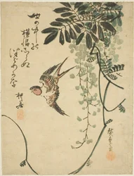Swallow and Wisteria