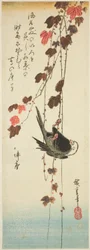 White-headed Bird and Ivy