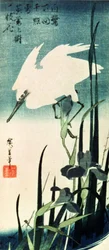 White Heron and Iris