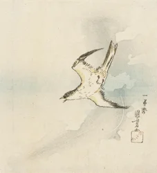 Japanese Cuckoo