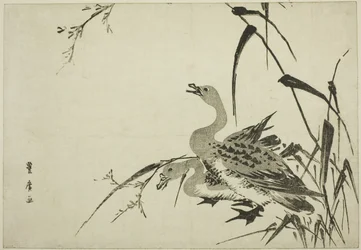 Wild Geese and Reeds