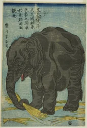 Picture of Large Elephant from India, An Attraction at Ryogoku in the Eastern Capital