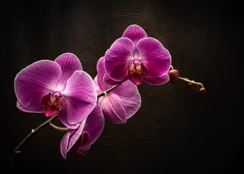 Purple Orchid Splendor
