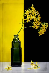 Yellow Flowers Modern Contrast
