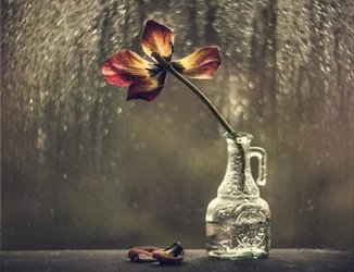 Withered Tulip Rainy Window