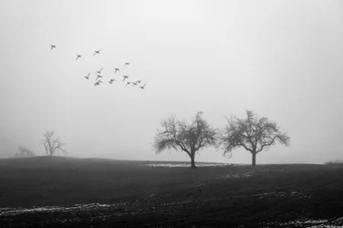 Misty Trees and Birds