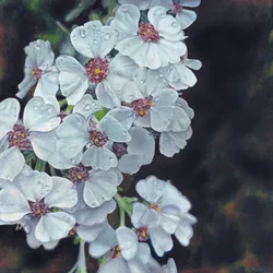 Dew Kissed White Flowers